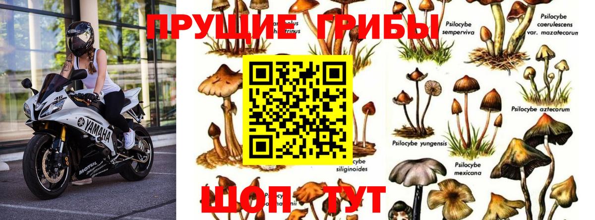 Псилоцибиновые грибы мицелий  Вход с VPN  Тара 